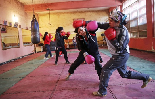 5.afgan boksör