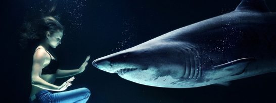 köpek balığı kıkırdağı ne işe yarar